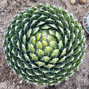 Agave victoriae-reginae - Queen Victoria Agave (Mature)