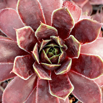 Sempervivum 'Heart of Darkness' - March