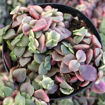 Crassula pellucida ssp. marginalis f. rubra