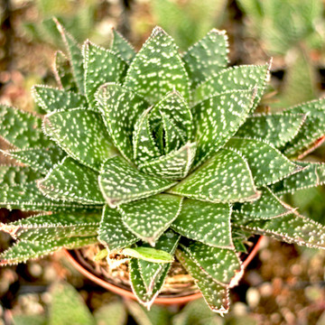 Gasteraloe beguinii (Mature)