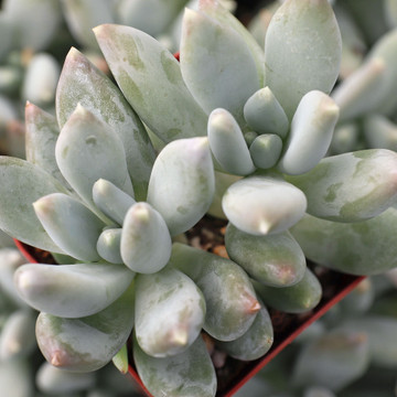 Pachyphytum 'Moon Silver'