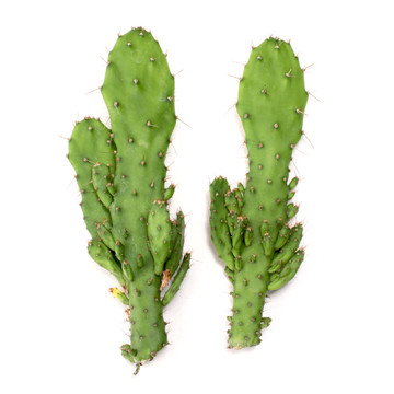 Opuntia monacantha f. monstuosa 'Maverick' Cuttings