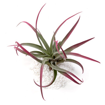 Tillandsia capitata (raspberry, enhanced)