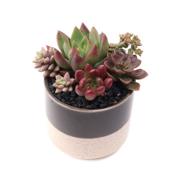 Miguel Pot 3.25" x 2.75"