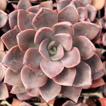 Echeveria 'Phyllis Collis' - March