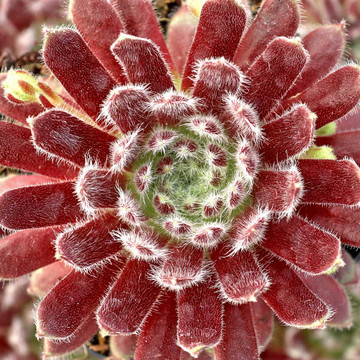 Sempervivum 'Allison' - March