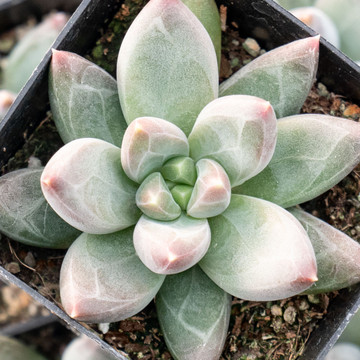 Echeveria | Echeveria Types | Echeveria Succulents
