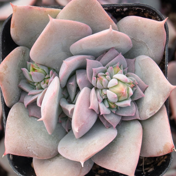 Pachyveria 'Calypso'
