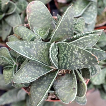 Gasteria 'Green Dragon'