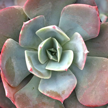 Echeveria 'Lavender Cloud' - December