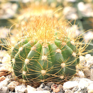 Coleocephalocereus aureus