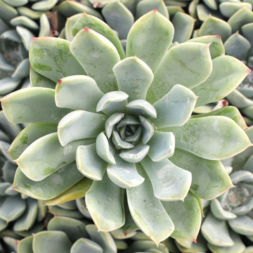 Echeveria 'Alfred'