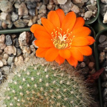 Rebutia muscula - Orange Snowball