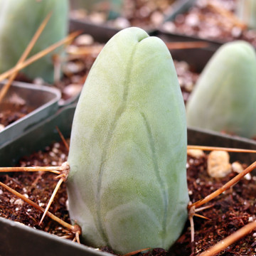 Echinopsis lageniformis - Penis Cactus