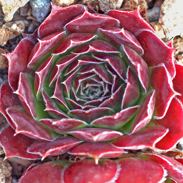 Sempervivum heuffelii for Sale Online | Mountain Crest Gardens®
