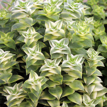 Crassula perforata f. variegata - Variegated String of Buttons
