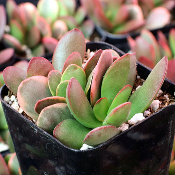 Crassula platyphylla f. variegata - April