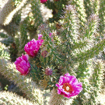 Cylindropuntia spinosior - Cane Cholla