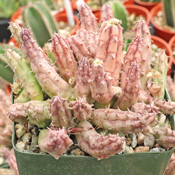 Huernia procumbens (side view)