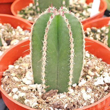 Pachycereus marginatus - Mexican Fence Post Cactus (side view)
