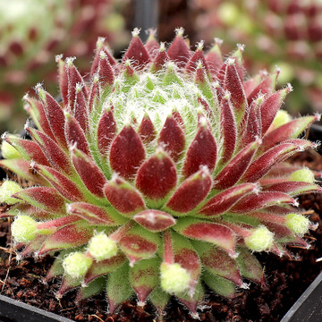 Sempervivum 'Sprite' - March