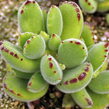 Cotyledon tomentosa ssp. tomentosa - Bear's Paw