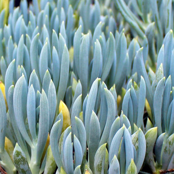 Senecio mandraliscae (now Curio talinoides var. mandraliscae) - Blue Chalksticks