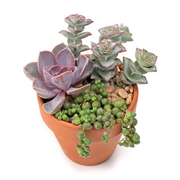 MCG Succulent Trifectas™ - Classic Beauties - Alternative Example