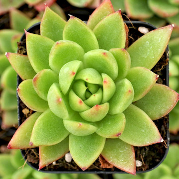 Echeveria agavoides 'Prolifera'