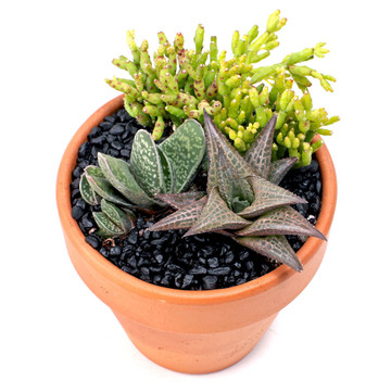 MCG Succulent Trifectas™ - Cool & Quirky - Example