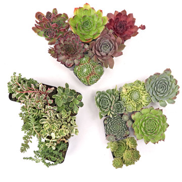 Build-Your-Own Succulent Trifecta™ Kit - Cold Hardy