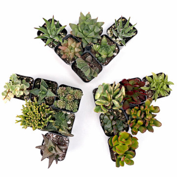 Build-Your-Own Succulent Trifecta Kit Indoor