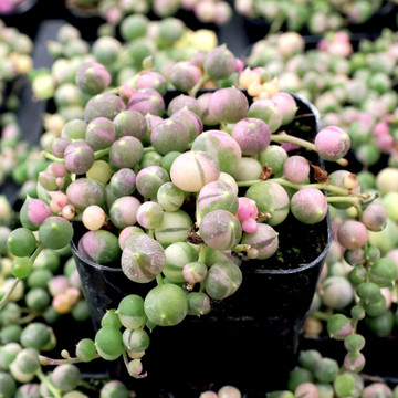 Senecio (now Curio) rowleyanus f. variegatus - Variegated String of Pearls - July