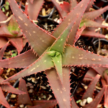 Aloe 'Sparkling Burgundy' - July