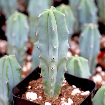 Myrtillocactus geometrizans - Blue Candle Cactus
