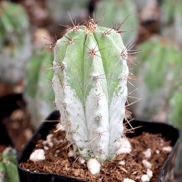 Cereus repandus - Peruvian Apple Cactus