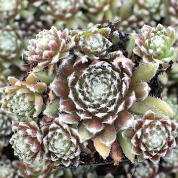 Sempervivum 'Urmina' (Mature)