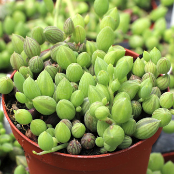 Senecio herreanus (now Curio herreanus) - String of Watermelons