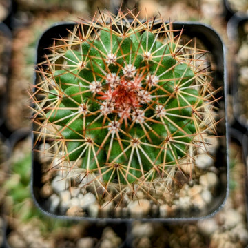 Mammillaria backebergiana ssp. ernestii