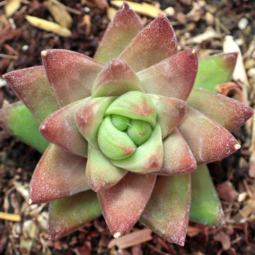 Haworthiopsis greenii var. greenii - June