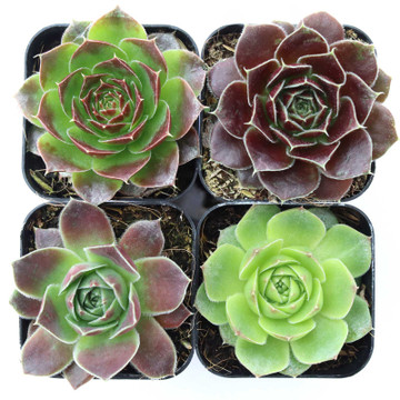 Sempervivum heuffelii Set of 4 Types - 2in Pots w/ ID - Spring