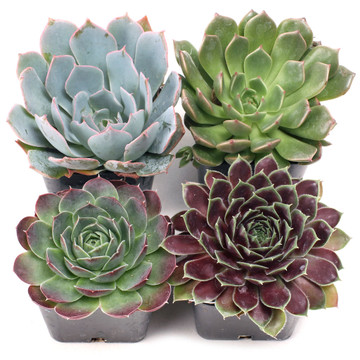 Rosette Succulent Set of 4 Types - 2in Pots w/ ID