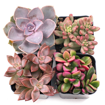 Pink Succulent Set of 4 Types - 2in Pots w/ ID