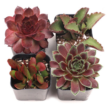Red Succulent Set of 4 Types - 2in Pots w/ ID