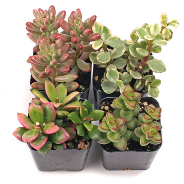 Variegated & Multicolor Succulent Set of 4 Types - 2in Pots w/ ID
