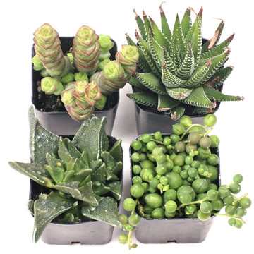 MCG Easy Indoors™ Succulent Set of 4 Types - 2in Pots w/ ID