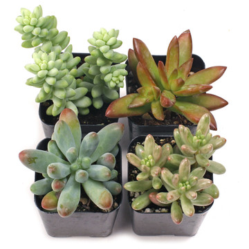 Tender Sedum Set of 4 Types - 2in Pots w/ ID