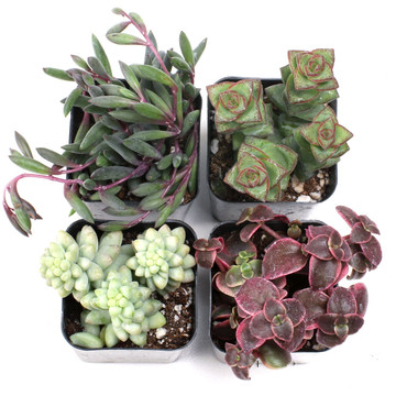 Trailing Succulent Set of 4 Types - 2in Pots w/ ID