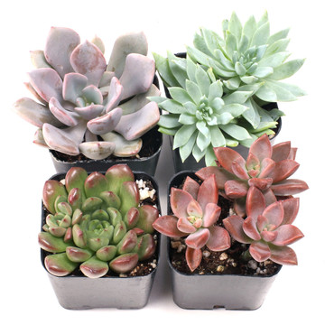 Hybrid Succulent Set of 4 Types - 2in Pots w/ ID