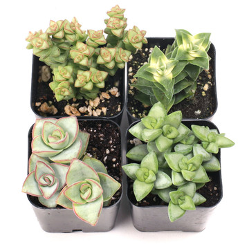 Crassula Buttons Succulent Set of 4 Types - 2in Pots w/ ID
